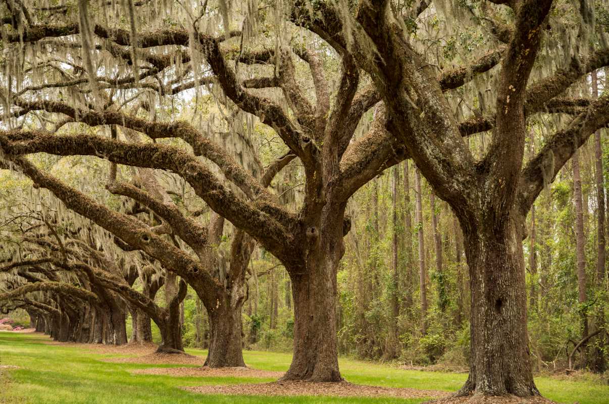 A Guide to the Historic Plantations of Charleston, South Carolina