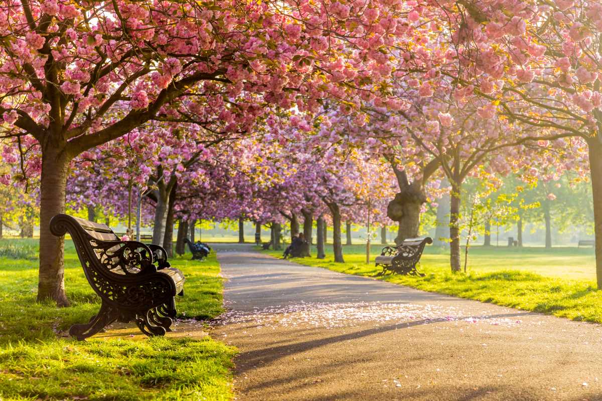 Cherry Blossom Hotspots for a Stunning Spring Adventure