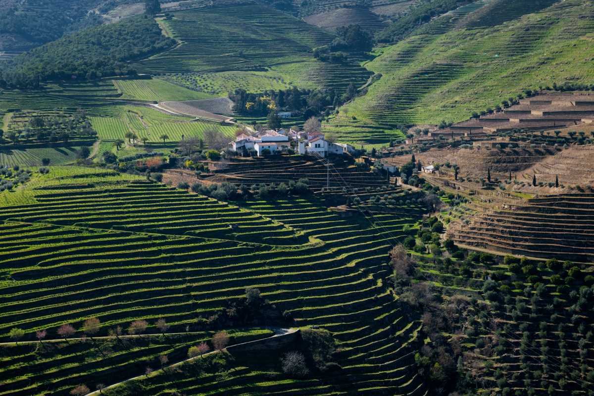 Wine Tasting in the Douro Valley, Portugal’s Oldest Wine Region