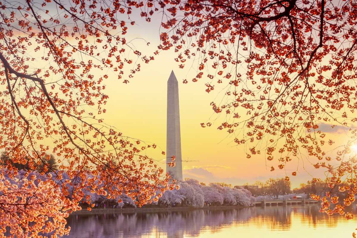 Springtime Cherry Blossom Viewing in Washington D.C.