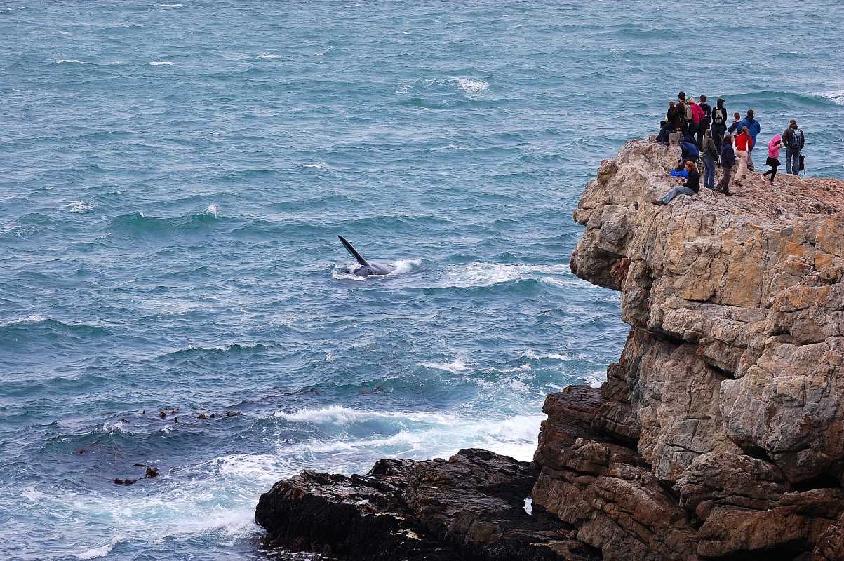 Whale Watching Season in Hermanus, South Africa